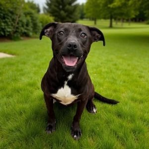 Bailey, Adult Female unknown