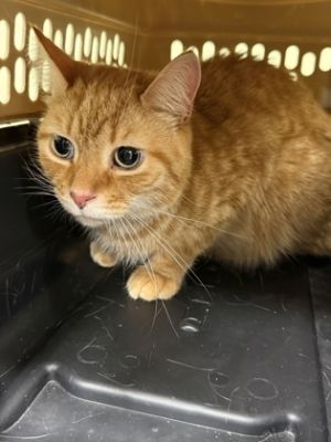 Squeeky Toy, Adult Male unknown
