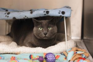 Pippa, Adult Female unknown