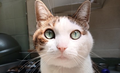 Amy
