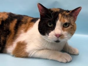Freya, Adult Female unknown