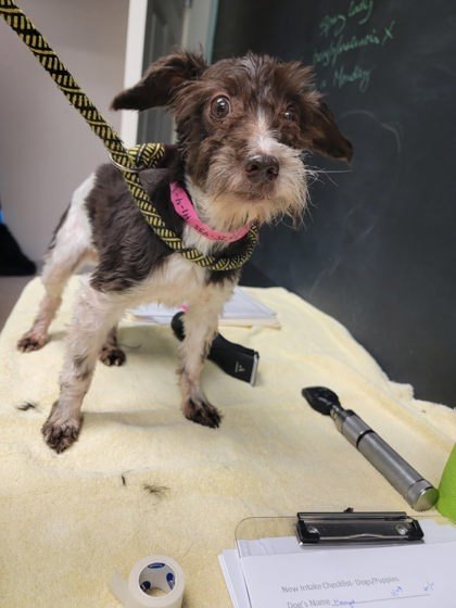 Maizie, an adoptable Schnauzer, Mixed Breed in Harbor Springs, MI, 49740 | Photo Image 1