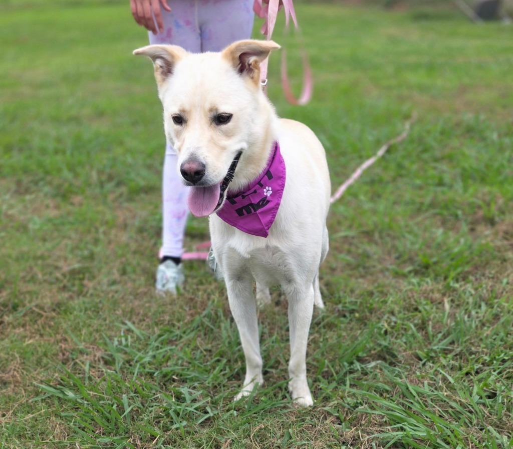 Savannah, an adoptable Labrador Retriever, Affenpinscher in Camden, TN, 38320 | Photo Image 1