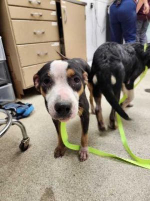 59058464, Adult Female unknown