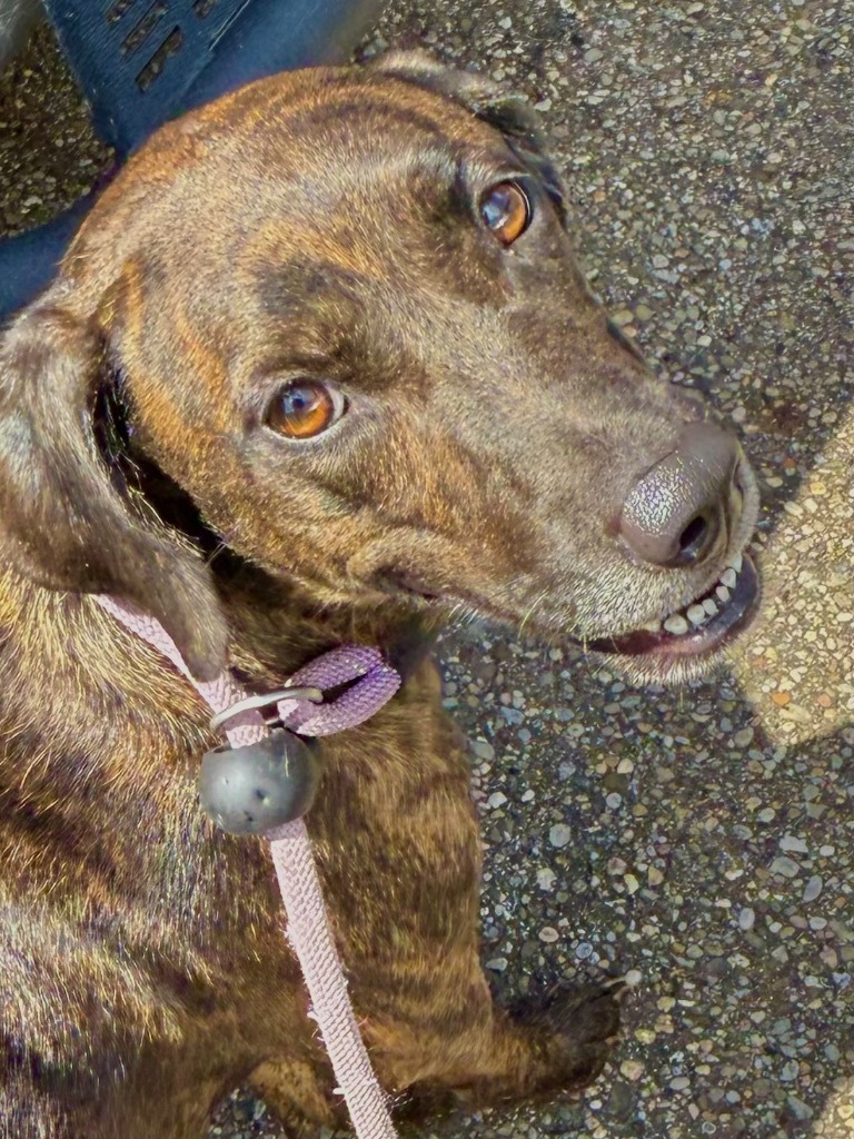 CHARLEY