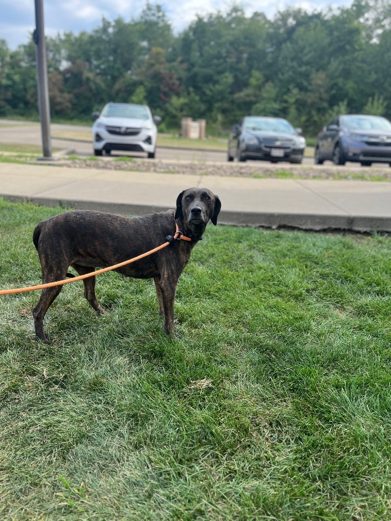 CHARLEY