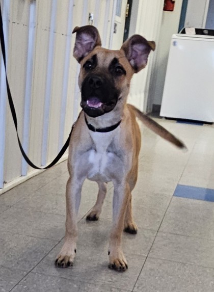 Scooby