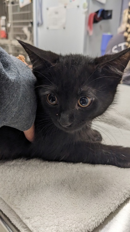 Pierre