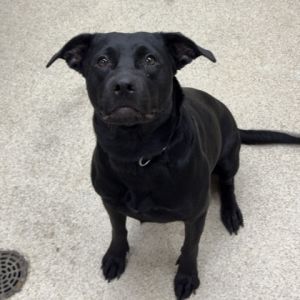 Cassidy, Adult Female unknown
