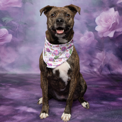 Luna, an adoptable Treeing Walker Coonhound, Mixed Breed in Caldwell, ID, 83607 | Photo Image 1