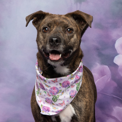 Luna, an adoptable Treeing Walker Coonhound, Mixed Breed in Caldwell, ID, 83607 | Photo Image 2