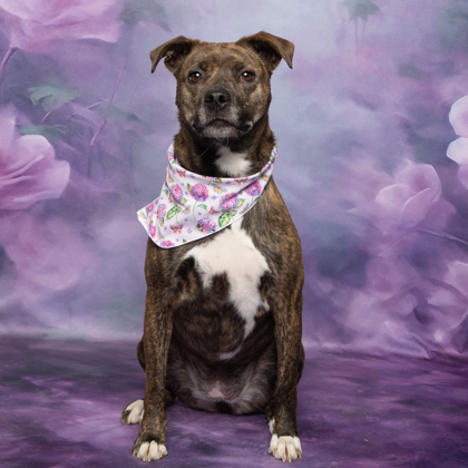 Luna, an adoptable Treeing Walker Coonhound, Mixed Breed in Caldwell, ID, 83607 | Photo Image 3