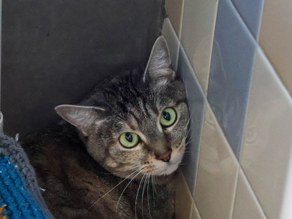 Smidgeon, an adoptable Domestic Short Hair in Longmont, CO, 80501 | Photo Image 1