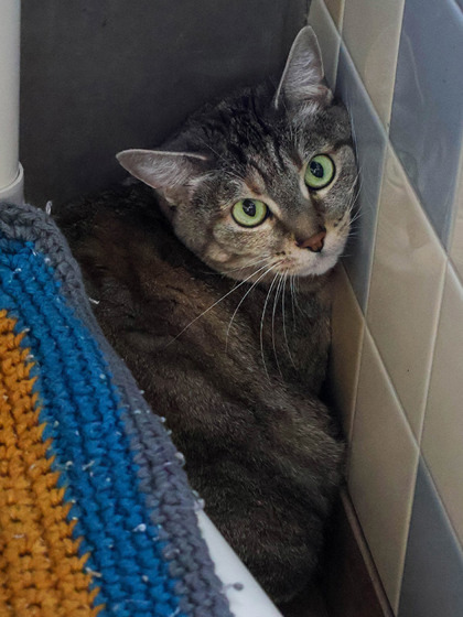 Smidgeon, an adoptable Domestic Short Hair in Longmont, CO, 80501 | Photo Image 2