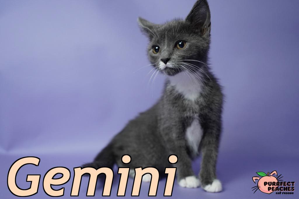 Gemini