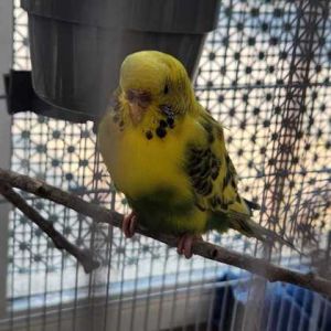 Sprite, Adult Male unknown