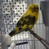 Sprite photo 2