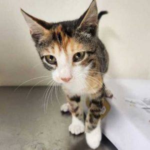 59059674, Baby Female unknown