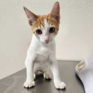 59059664, Baby Female unknown