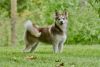 spudsey 4 year old female 23 pounds photo 1