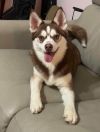 spudsey 4 year old female 23 pounds photo 2