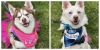 spudsey 4 year old female 23 pounds photo 3