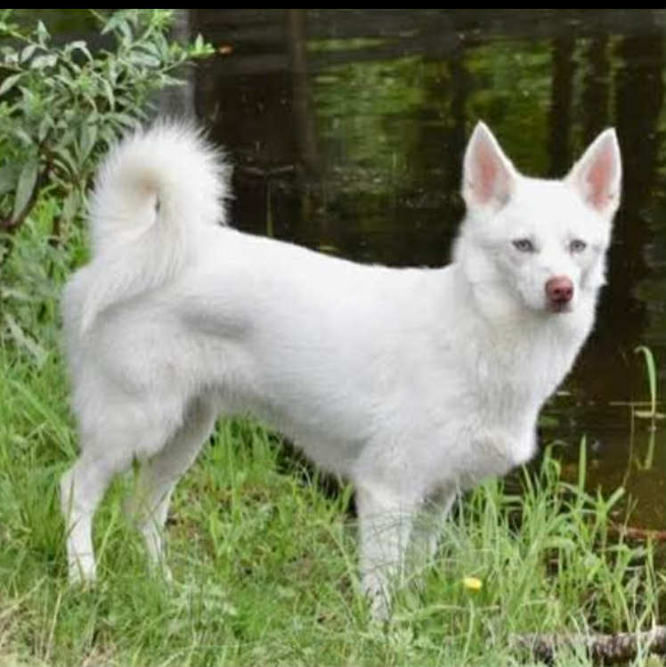 frodo 4 year old male 25 pounds
