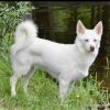 frodo 4 year old male 25 pounds photo 1