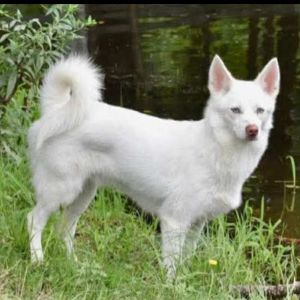 frodo 4 year old male 25 pounds