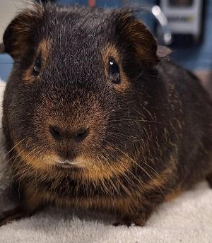 Oreo