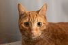 Garfield photo 2