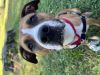 Bruno photo 2
