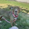 Cinnamon photo 3
