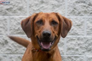 Rocco, Adult Male unknown