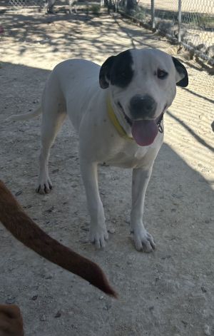 Peaches, Adult Female unknown