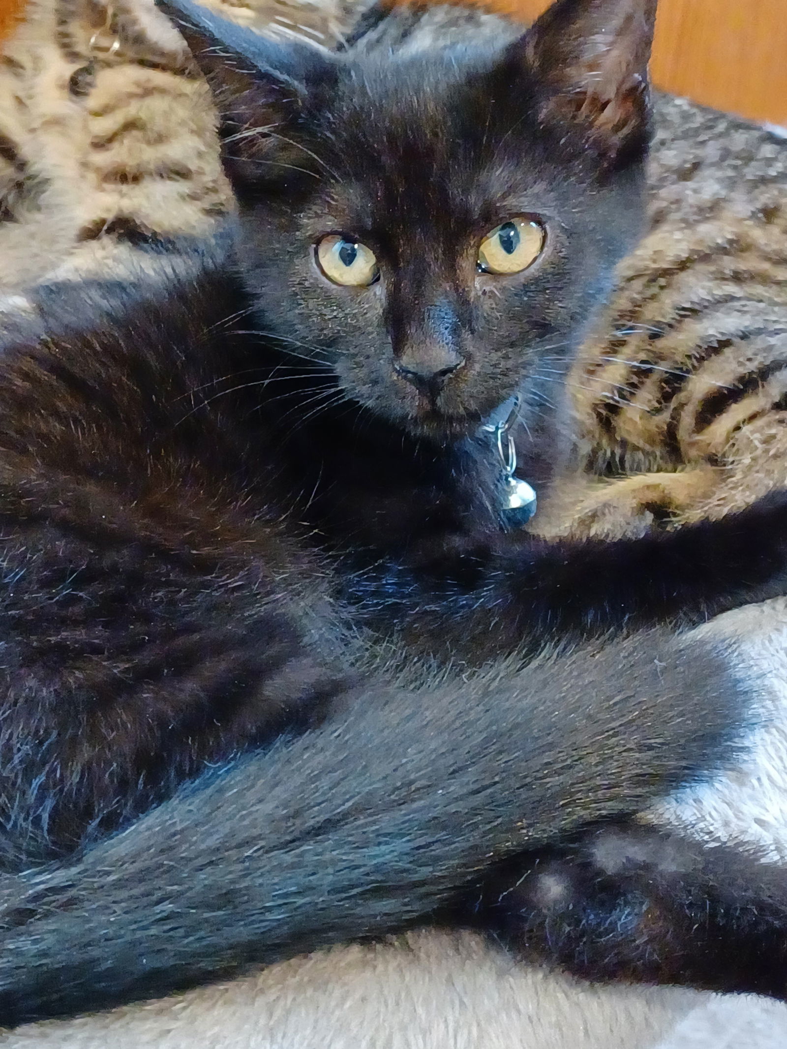 Benjamin (foster kitten)