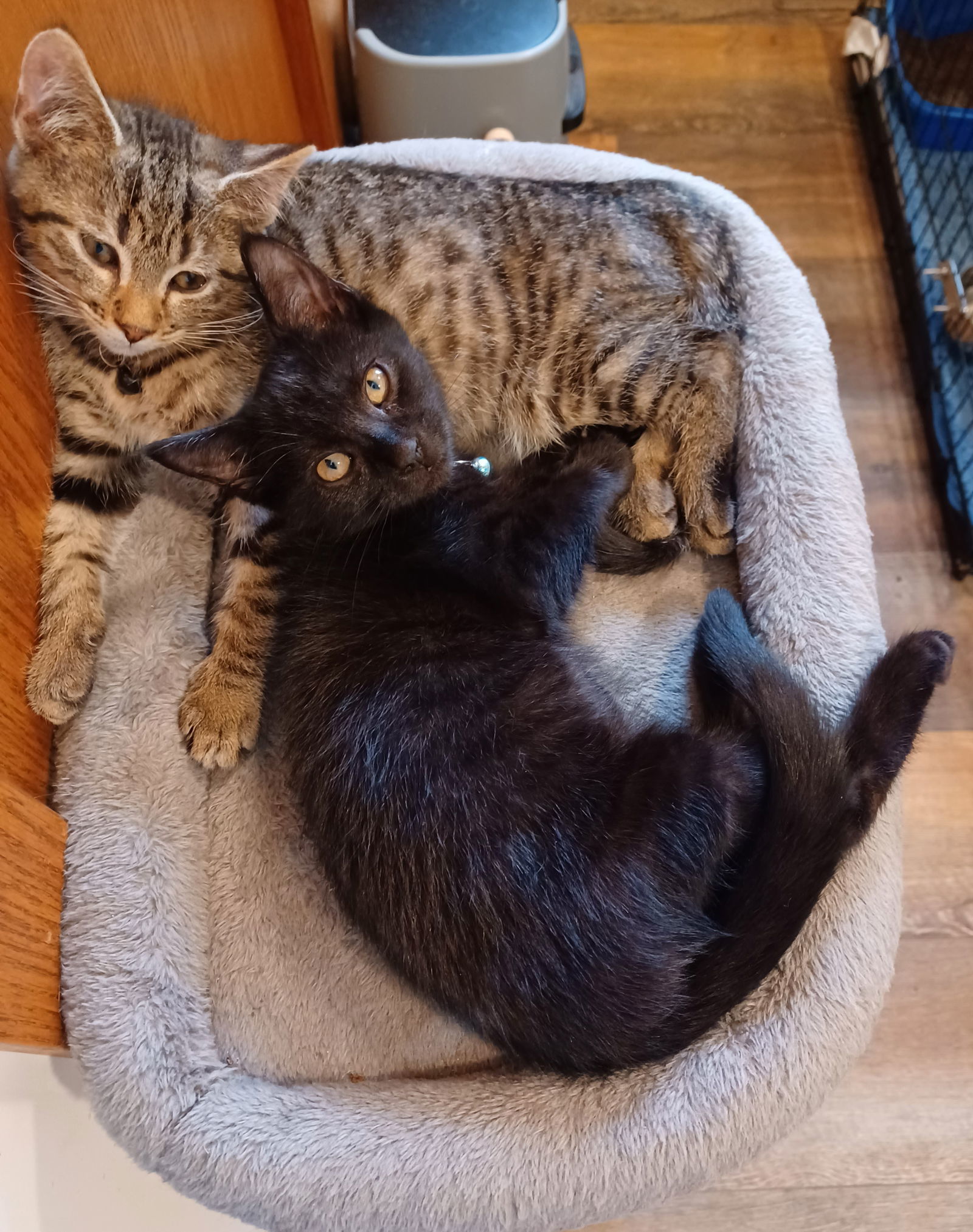 Benjamin (foster kitten)