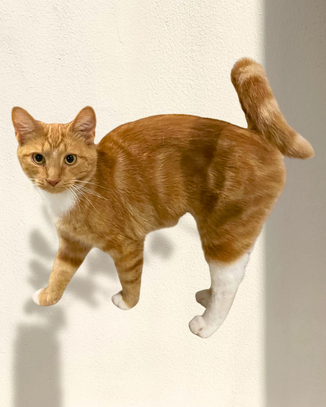 Nadine (foster cat)