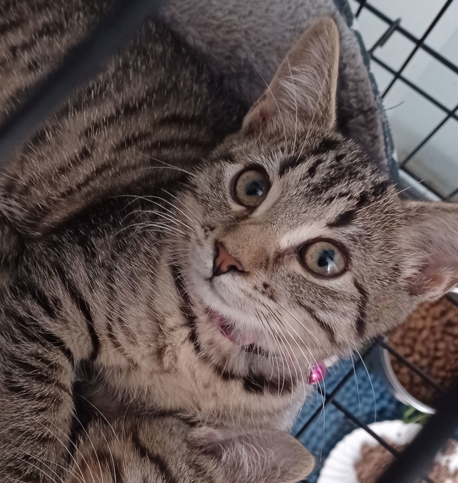 Betsy (foster kitten)