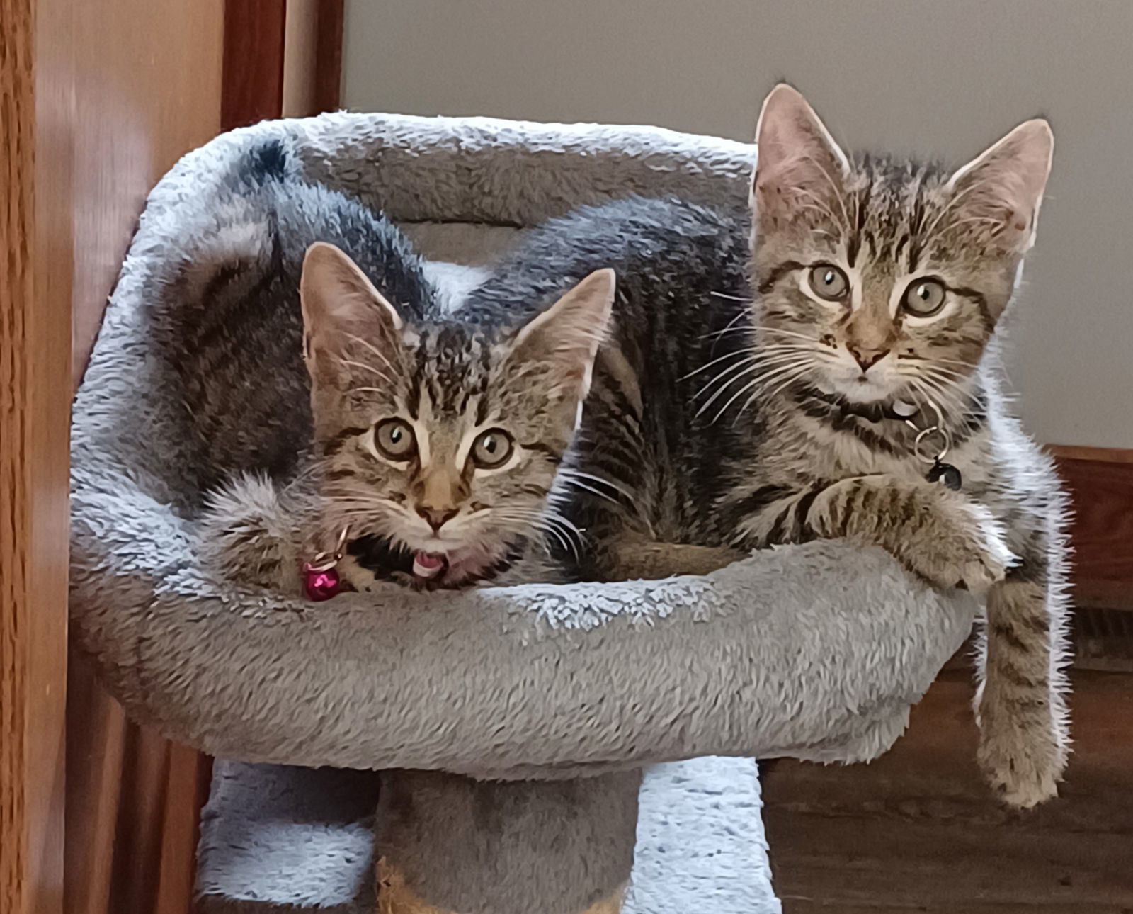 Betsy (foster kitten)