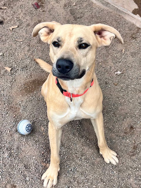 Daisy, an adoptable Terrier in Webster, WI, 54893 | Photo Image 1