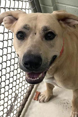 Daisy, an adoptable Terrier in Webster, WI, 54893 | Photo Image 2