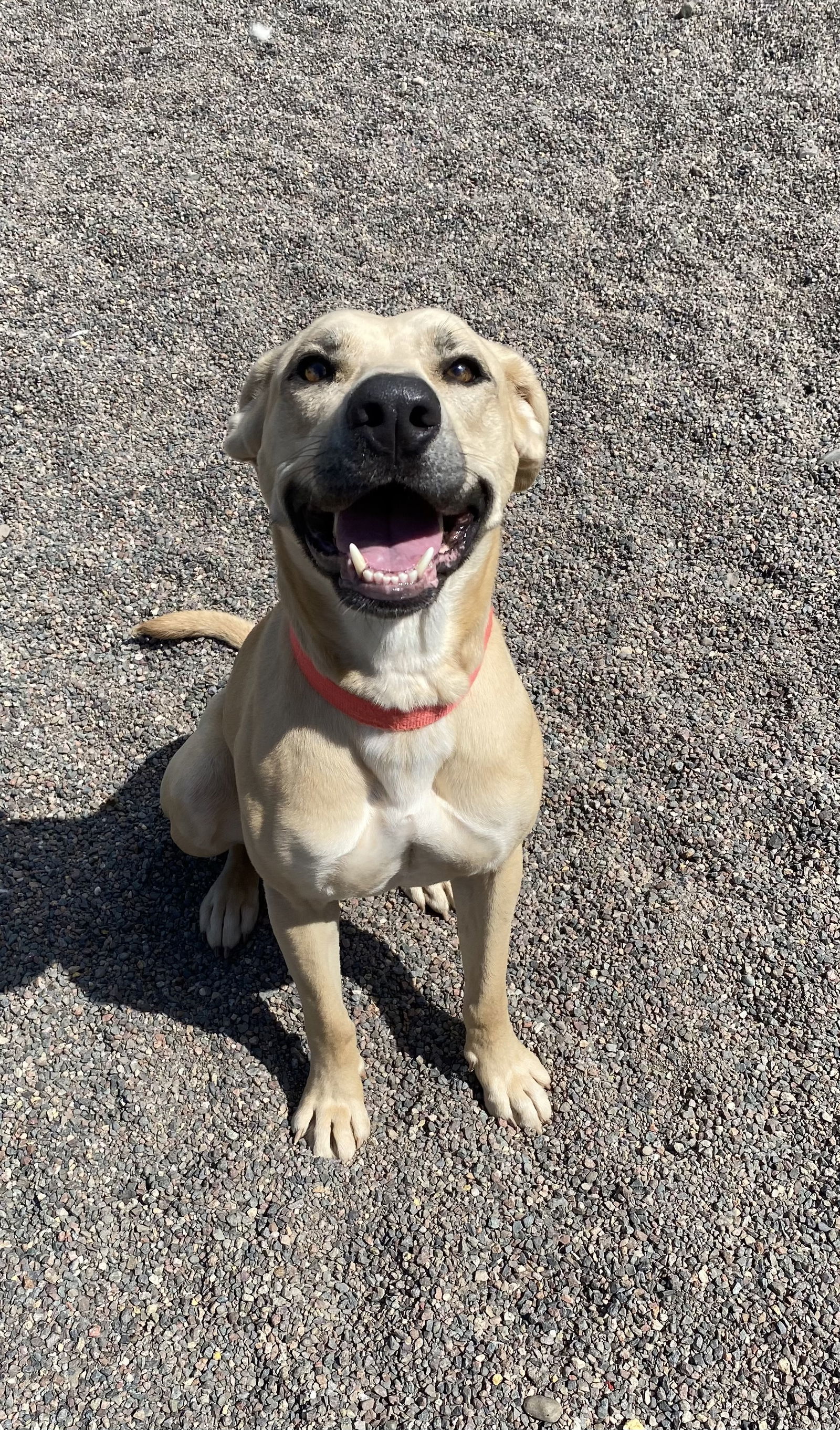 Daisy, an adoptable Terrier in Webster, WI, 54893 | Photo Image 3