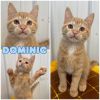 Dominic photo 1