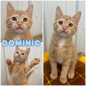 Dominic, Baby Male unknown