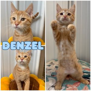 Denzel, Baby Male unknown