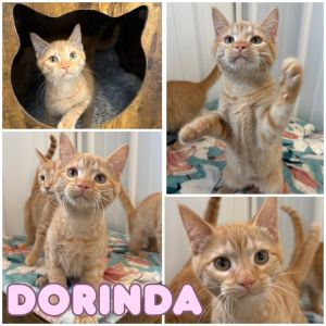 Dorinda, Baby Female unknown