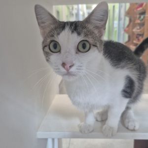 Delilah, Adult Female unknown