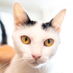 Cher, Adult Female unknown