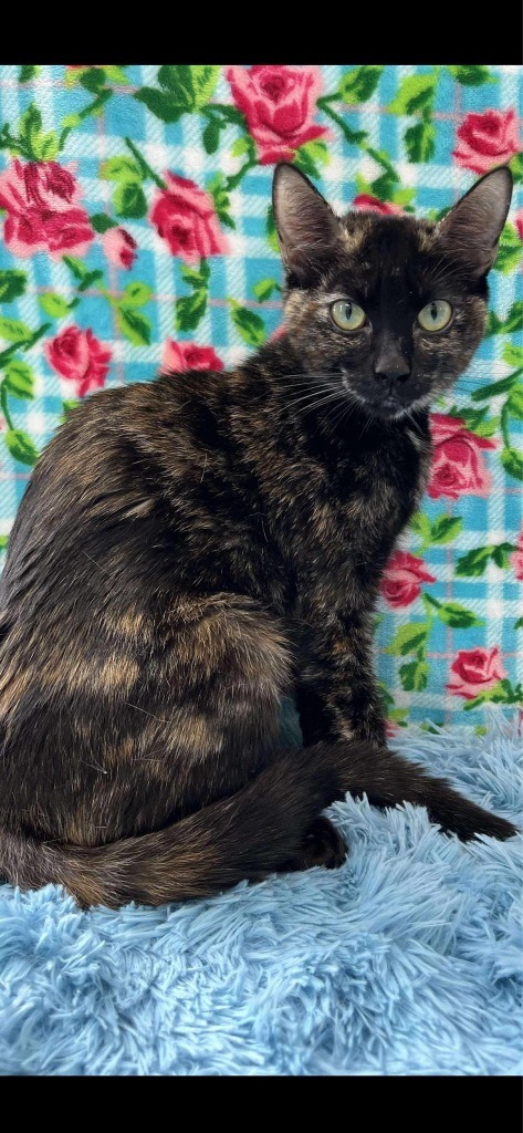 Raya, an adoptable Domestic Short Hair in Brookings, OR, 97415 | Photo Image 1